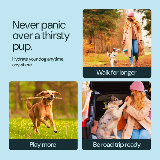 Water bottle for dogs